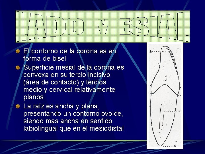 El contorno de la corona es en forma de bisel Superficie mesial de la