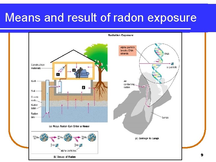 Means and result of radon exposure 9 