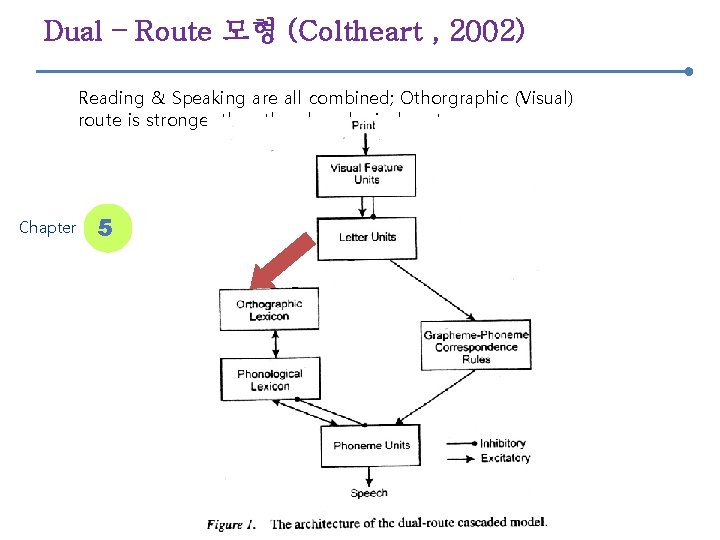 Dual – Route 모형 (Coltheart , 2002) Reading & Speaking are all combined; Othorgraphic