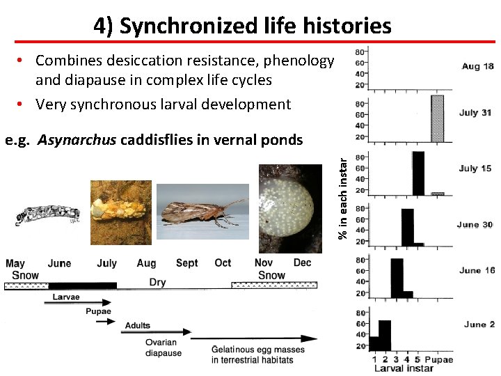 4) Synchronized life histories • Combines desiccation resistance, phenology and diapause in complex life