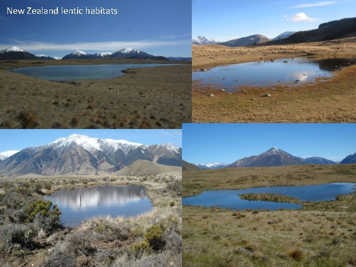 New Zealand lentic habitats 