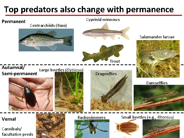 Top predators also change with permanence Permanent Cyprinid minnows Centrarchiids (Bass) Salamander larvae Beetles