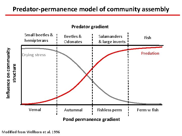 Predator-permanence model of community assembly Predator gradient Influence on community structure Small beetles &