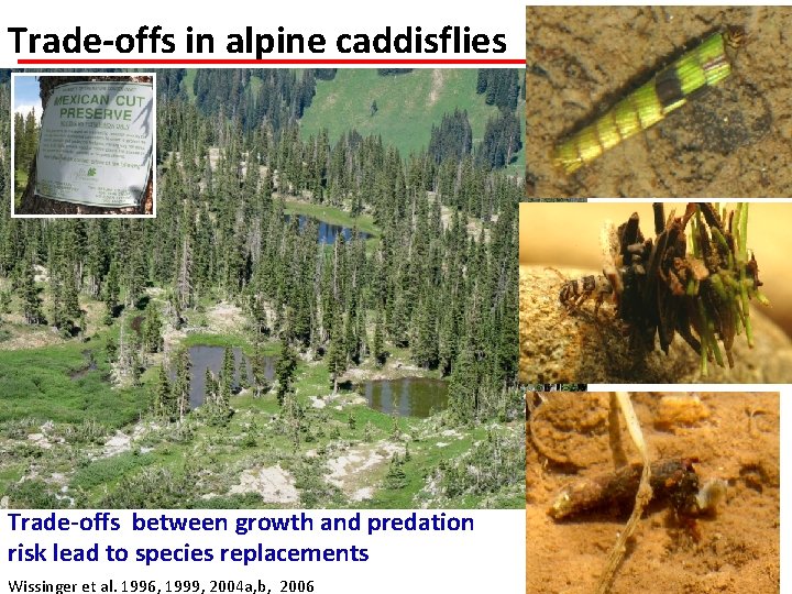 Trade-offs in alpine caddisflies Trade-offs between growth and predation risk lead to species replacements