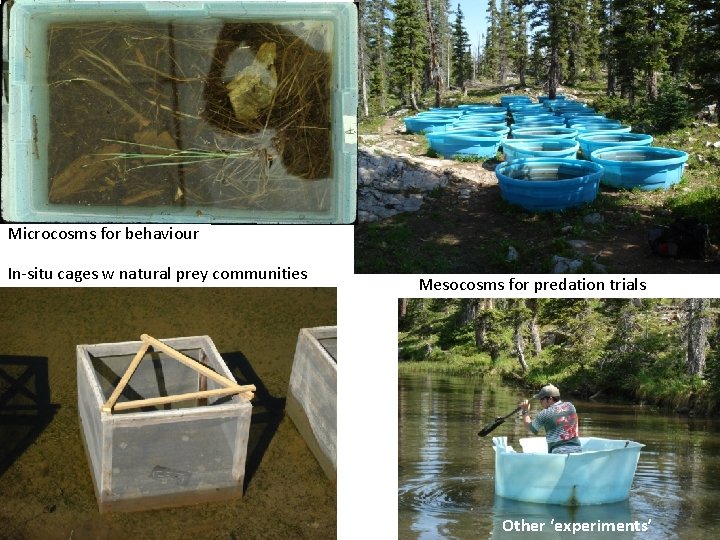 Microcosms for behaviour In-situ cages w natural prey communities Mesocosms for predation trials Other