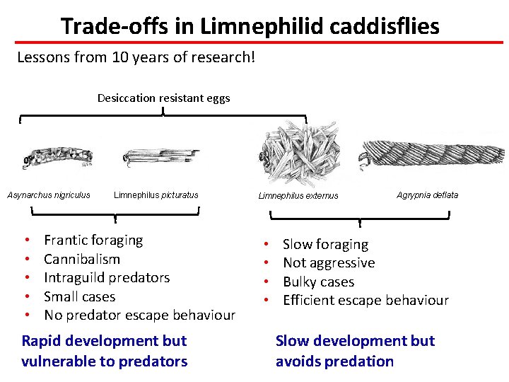 Trade-offs in Limnephilid caddisflies Lessons from 10 years of research! Desiccation resistant eggs Asynarchus