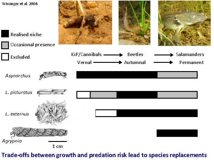 Wissinger et al. 2006 Realised niche Occasional presence IGP/Cannibals Excluded Vernal Beetles Salamanders Autumnal