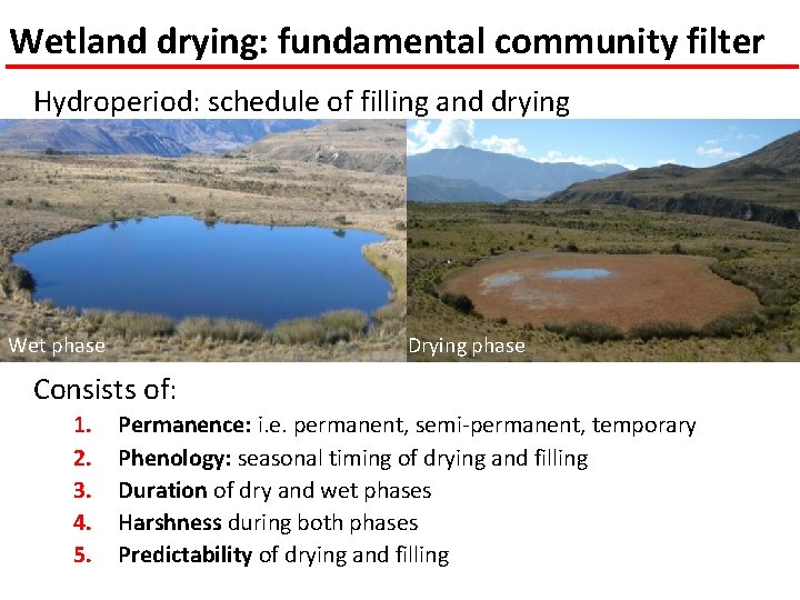 Wetland drying: fundamental community filter Hydroperiod: schedule of filling and drying Wet phase Drying