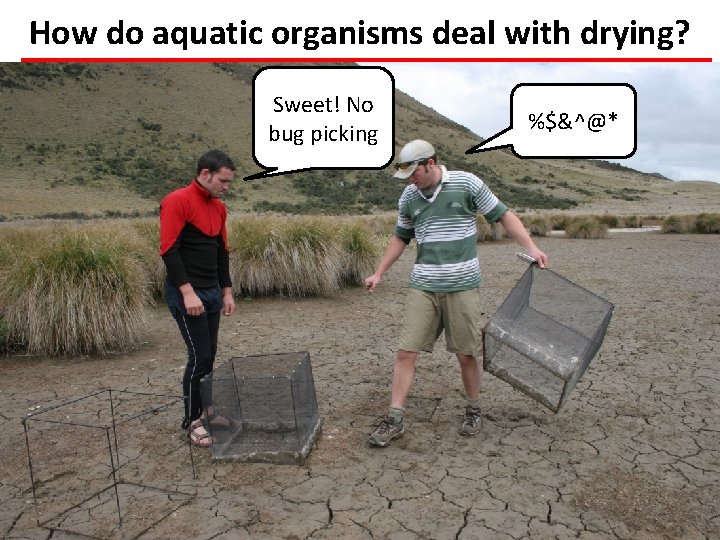 How do aquatic organisms deal with drying? Sweet! No bug picking %$&^@* 