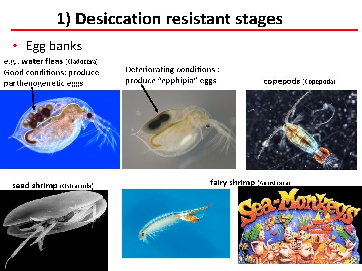 1) Desiccation resistant stages • Egg banks e. g. , water fleas (Cladocera) Good