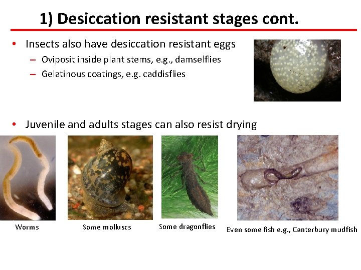 1) Desiccation resistant stages cont. • Insects also have desiccation resistant eggs – Oviposit