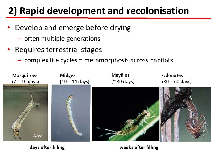 2) Rapid development and recolonisation • Develop and emerge before drying – often multiple