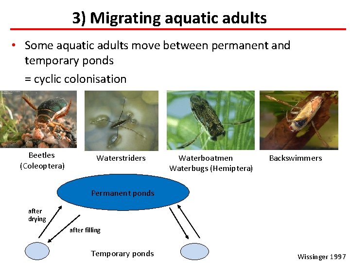 3) Migrating aquatic adults • Some aquatic adults move between permanent and temporary ponds