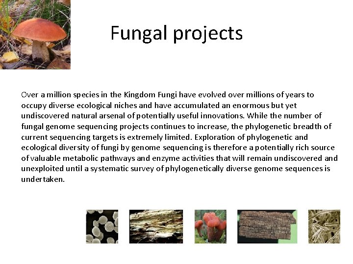 Fungal projects Over a million species in the Kingdom Fungi have evolved over millions Fungal projects Over a million species in the Kingdom Fungi have evolved over millions