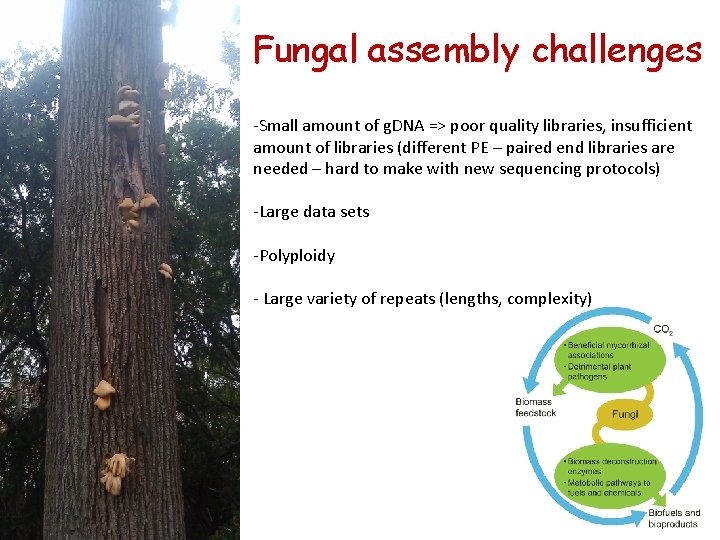 Fungal assembly challenges -Small amount of g. DNA => poor quality libraries, insufficient amount Fungal assembly challenges -Small amount of g. DNA => poor quality libraries, insufficient amount