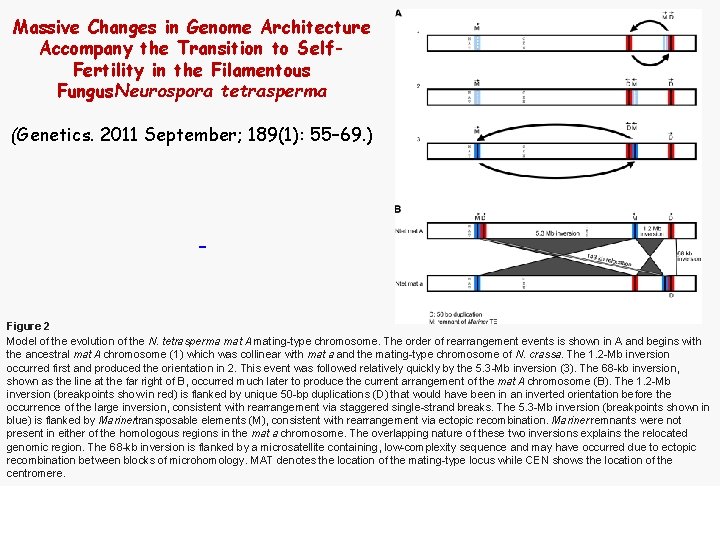 Massive Changes in Genome Architecture Accompany the Transition to Self. Fertility in the Filamentous Massive Changes in Genome Architecture Accompany the Transition to Self. Fertility in the Filamentous
