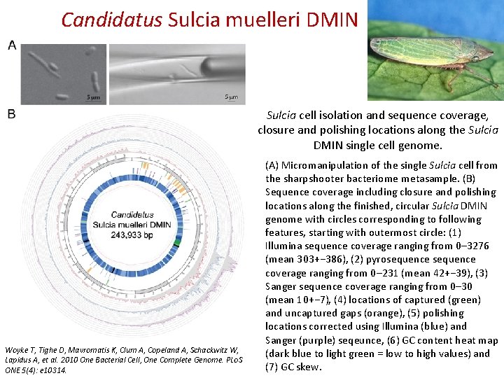 Candidatus Sulcia muelleri DMIN Sulcia cell isolation and sequence coverage, closure and polishing locations Candidatus Sulcia muelleri DMIN Sulcia cell isolation and sequence coverage, closure and polishing locations