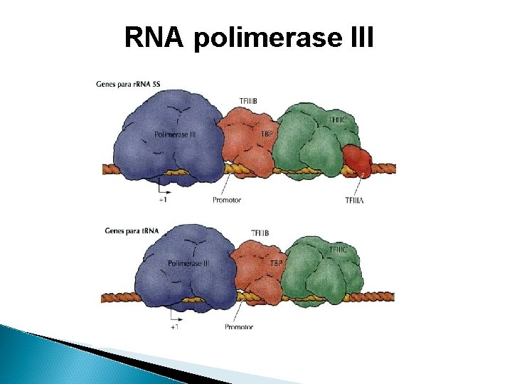 RNA polimerase III 