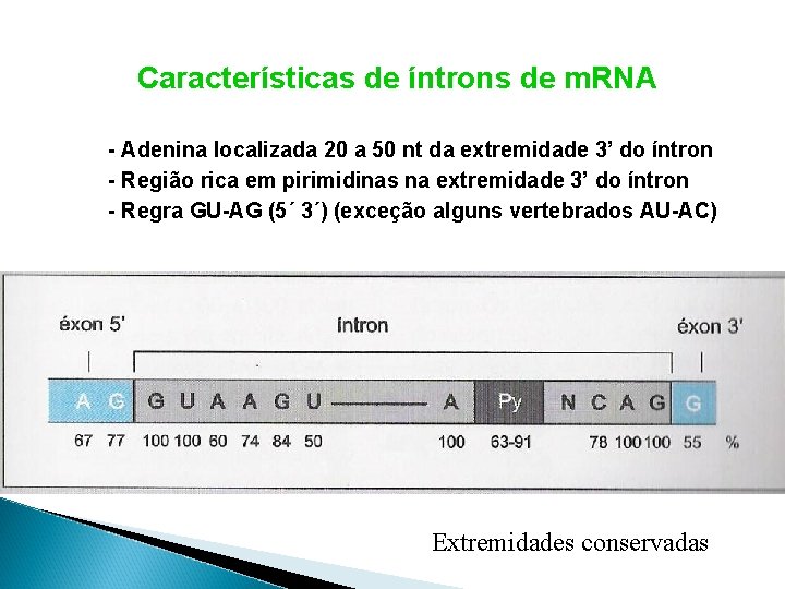 Características de íntrons de m. RNA - Adenina localizada 20 a 50 nt da