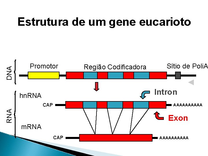 DNA Estrutura de um gene eucarioto Promotor Sítio de Poli. A Intron hn. RNA