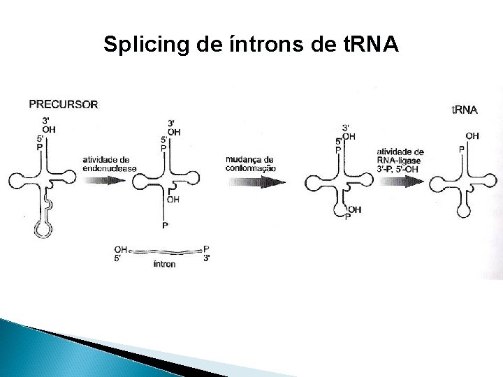 Splicing de íntrons de t. RNA 