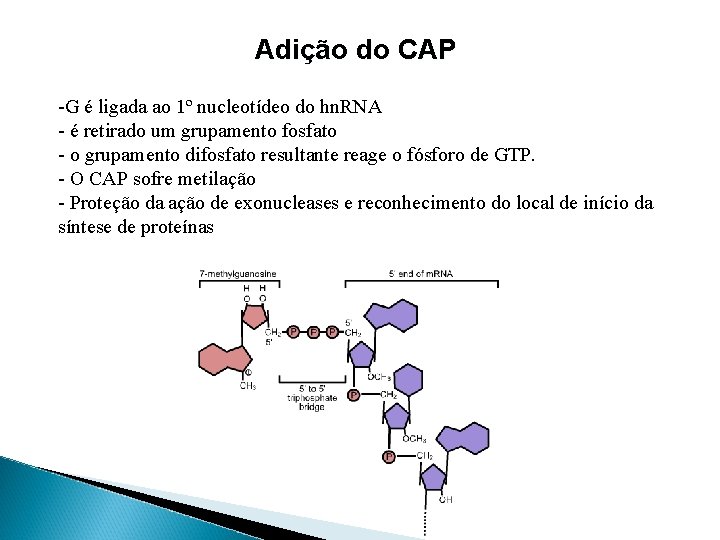 Adição do CAP -G é ligada ao 1º nucleotídeo do hn. RNA - é