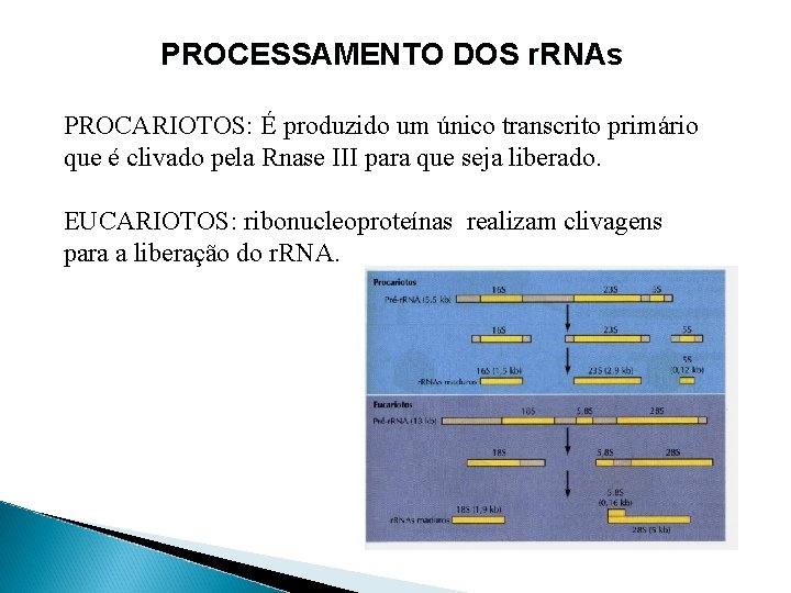 PROCESSAMENTO DOS r. RNAs PROCARIOTOS: É produzido um único transcrito primário que é clivado