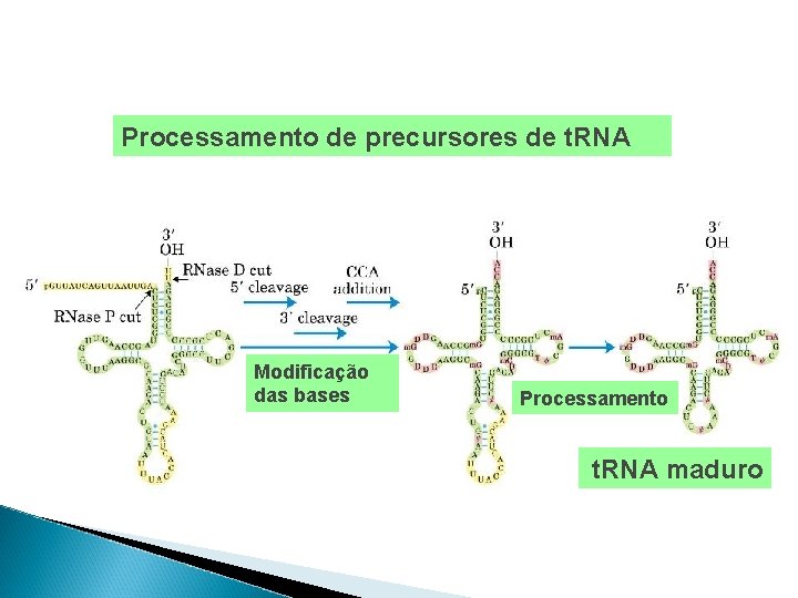 Processamento de precursores de t. RNA Modificação das bases Processamento t. RNA maduro 