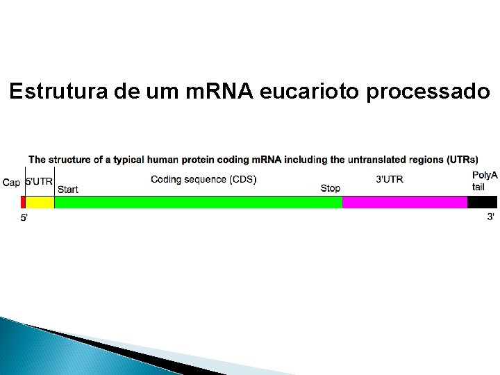 Estrutura de um m. RNA eucarioto processado 