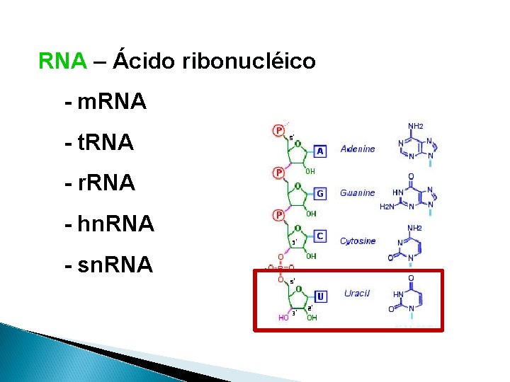 RNA – Ácido ribonucléico - m. RNA - t. RNA - r. RNA -