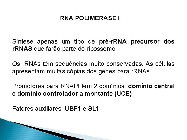 RNA POLIMERASE I Síntese apenas um tipo de pré-r. RNA precursor dos r. RNAS