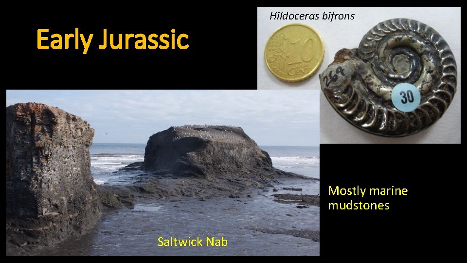Early Jurassic Hildoceras bifrons Mostly marine mudstones Saltwick Nab 