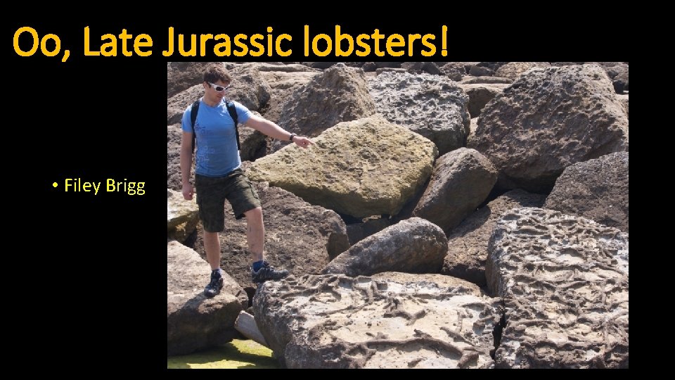 Oo, Late Jurassic lobsters! • Filey Brigg 