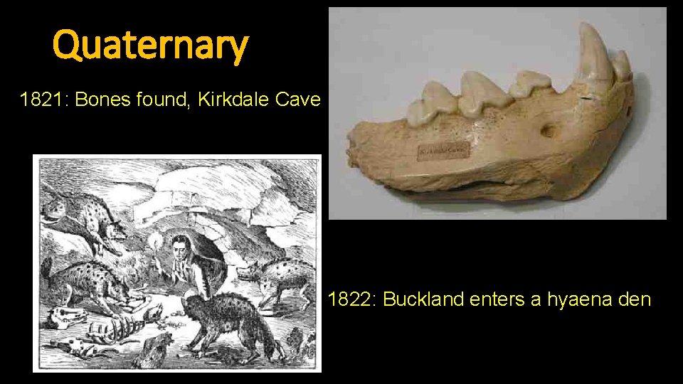 Quaternary 1821: Bones found, Kirkdale Cave 1822: Buckland enters a hyaena den 