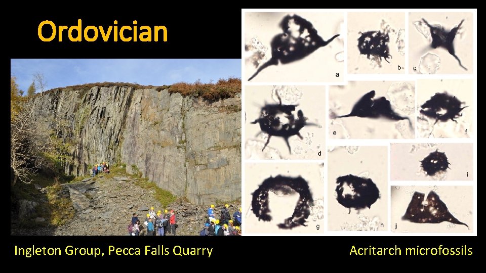 Ordovician Ingleton Group, Pecca Falls Quarry Acritarch microfossils 