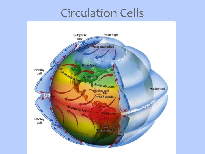 Circulation Cells 