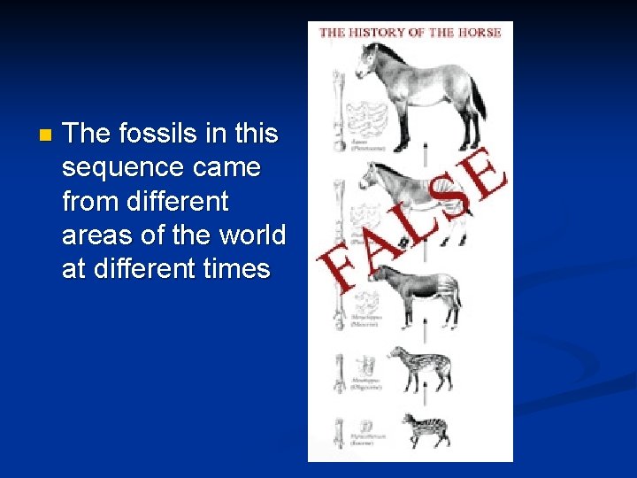 n The fossils in this sequence came from different areas of the world at n The fossils in this sequence came from different areas of the world at