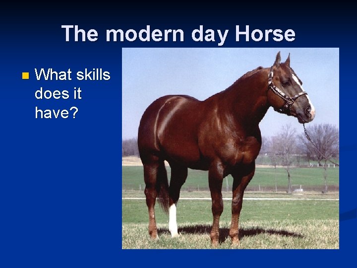 The modern day Horse n What skills does it have? The modern day Horse n What skills does it have?