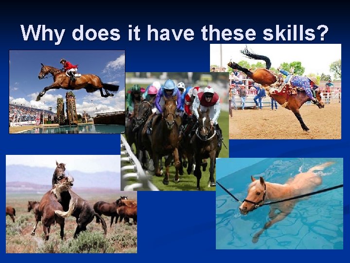 Why does it have these skills? Why does it have these skills?