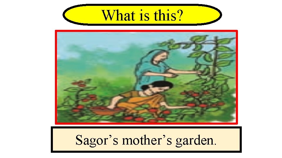 What is this? Sagor’s mother’s garden. 