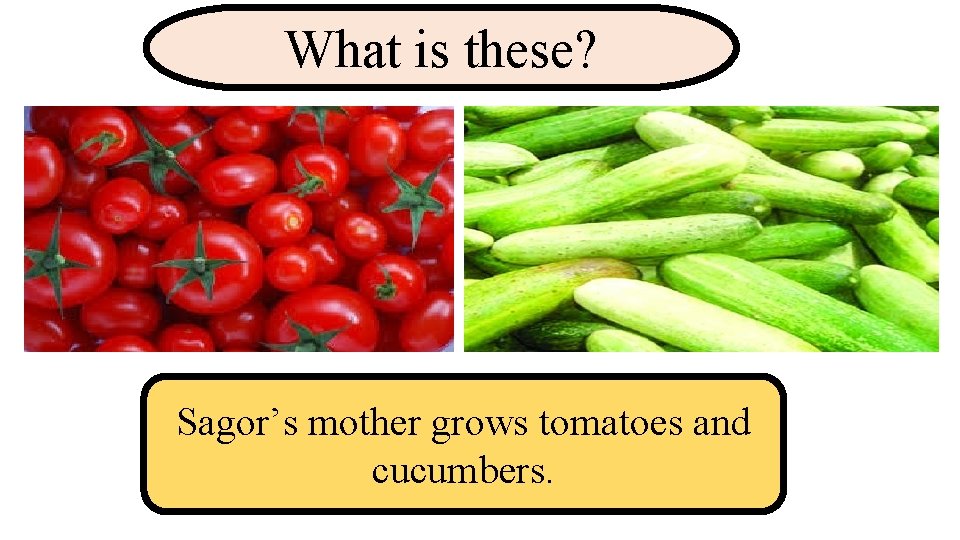 What is these? Sagor’s mother grows tomatoes and cucumbers. 