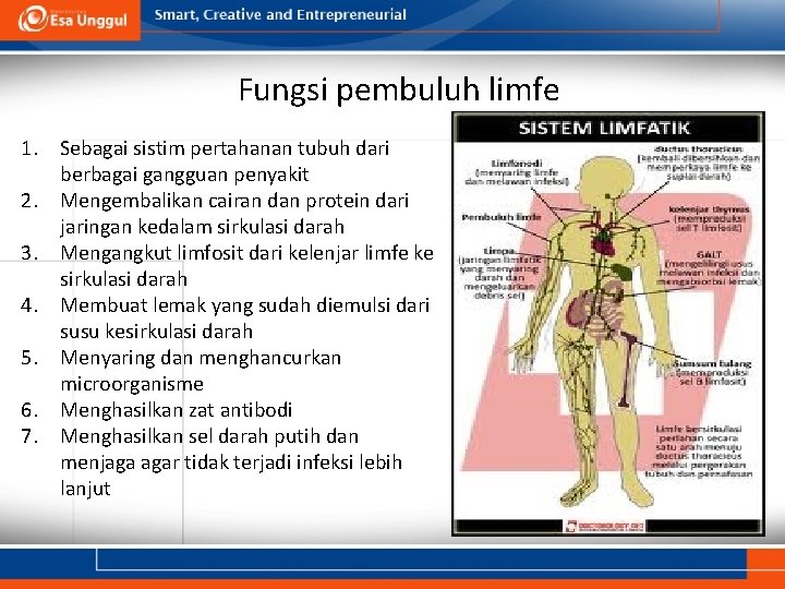 Fungsi pembuluh limfe 1. Sebagai sistim pertahanan tubuh dari berbagai gangguan penyakit 2. Mengembalikan