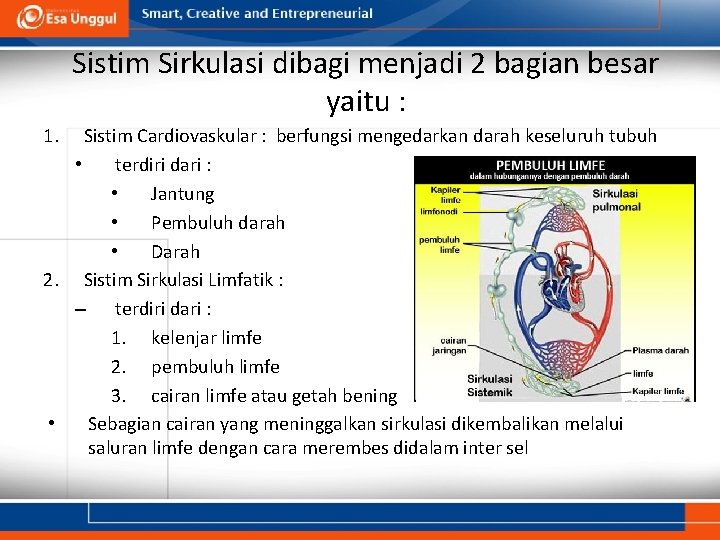 Sistim Sirkulasi dibagi menjadi 2 bagian besar yaitu : 1. Sistim Cardiovaskular : berfungsi