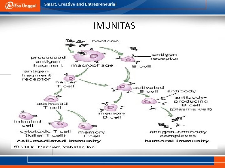 IMUNITAS 