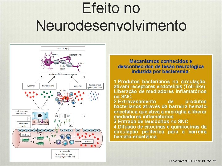 Efeito no Neurodesenvolvimento Mecanismos conhecidos e desconhecidos de lesão neurológica induzida por bacteremia: 1.