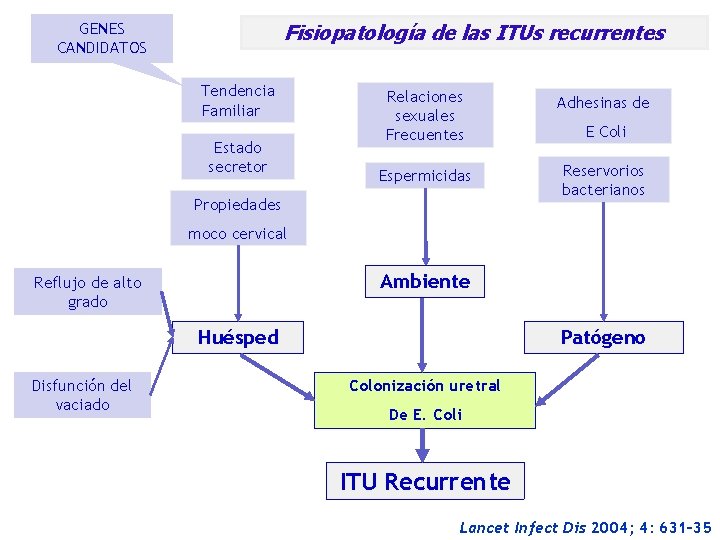 GENES CANDIDATOS Fisiopatología de las ITUs recurrentes Tendencia Familiar Estado secretor Relaciones sexuales Frecuentes