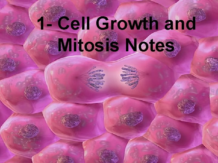 1 - Cell Growth and Mitosis Notes 