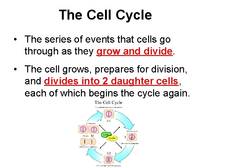 The Cell Cycle • The series of events that cells go through as they