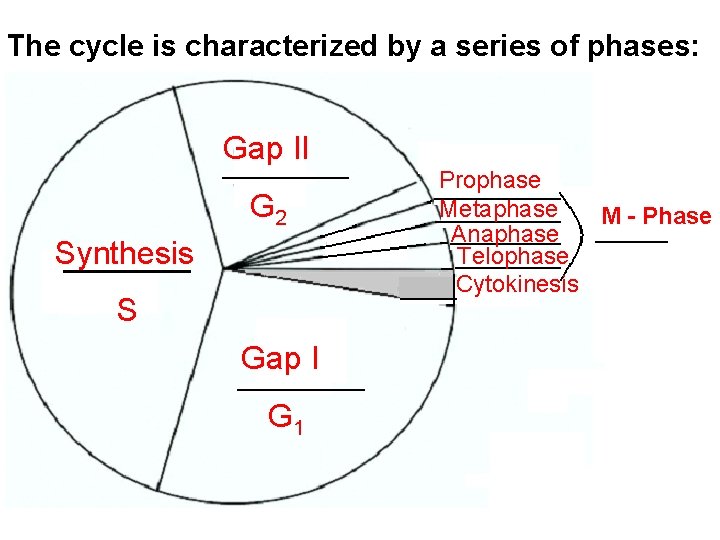 The cycle is characterized by a series of phases: Gap II G 2 Synthesis