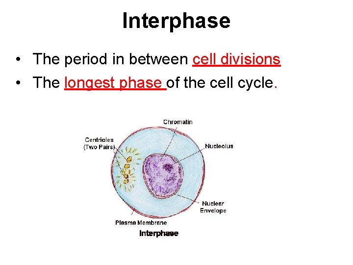 Interphase • The period in between cell divisions • The longest phase of the